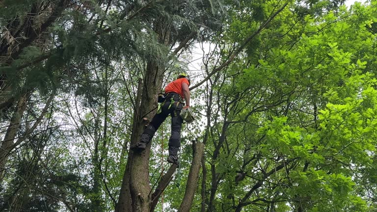 Best Stump Grinding and Removal  in Brentwood, PA